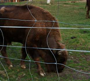Bizoní výběh pod Kuňkou