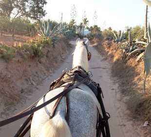 Kutschfahrt durchs Landesinnere
