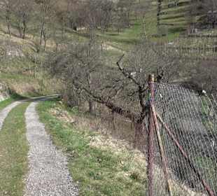 Hirschauer Spitzbergwegle (Premiumspazierwanderweg