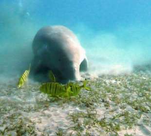 Dugong