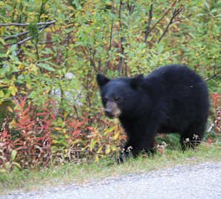 Auf dem Weg zum Maligne Lake