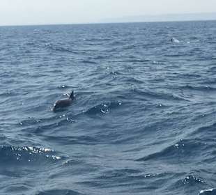 Foto von der Delfin-Tour
