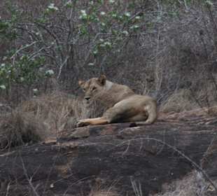 Julius Tact / JT Safaris