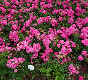 Impressionen aus dem Park der Gärten