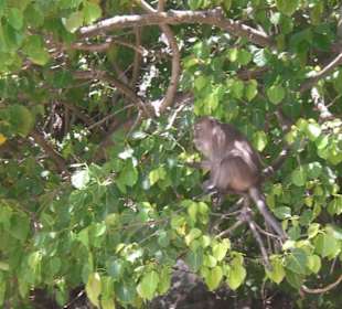 Monkey