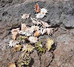 Strand Westin Soma Bay Resort