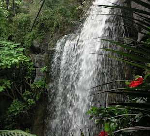 Dschungel im Palma Aquarium