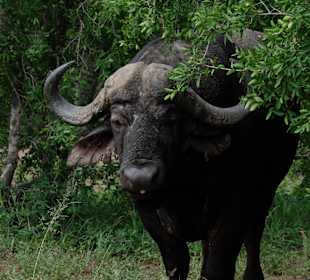 iSimangaliso Wetland Park / St. Lucia Wetlands Park