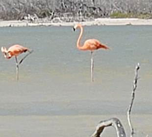 Flamingos