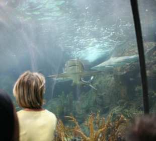 Ausflug nach Loro Parque