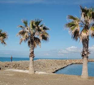 Palmen im Hafen von Side