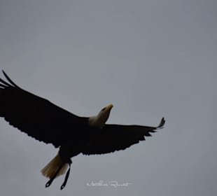 Greifvogel-Show