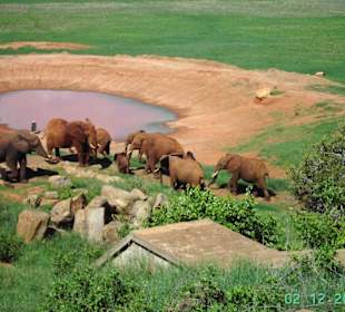 Elefanten-Familie am Wasserloch der Voi-Lodge