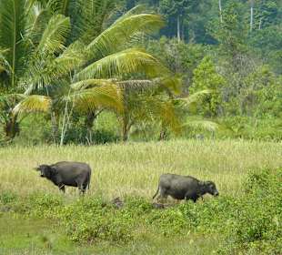 Ream National Park