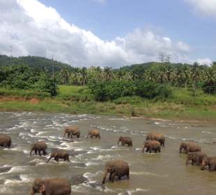 Elefantenwaisenhaus Pinnawela