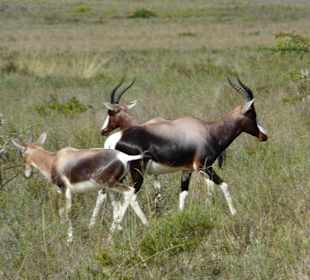 Bonte Bok Nationalpark