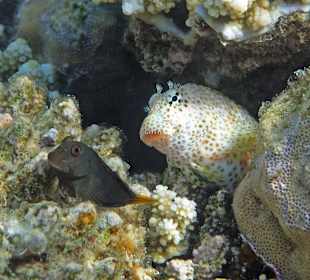 Kastanien- und Leopard-Kammzähner