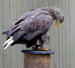 Seeadler