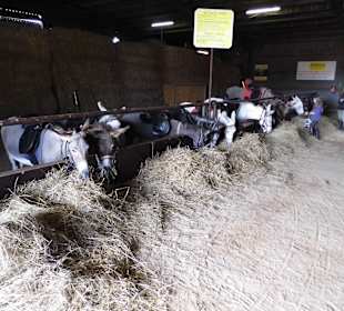 Eselpark-Impressionen