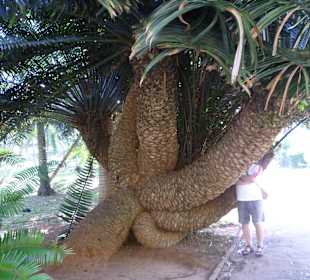 Im Botanischen Garten von Kandy