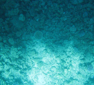 Blick durch den Glasboden des Bodes