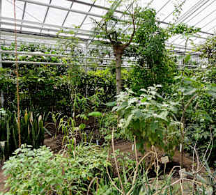 Mpressionen aus den Gewächshäusern