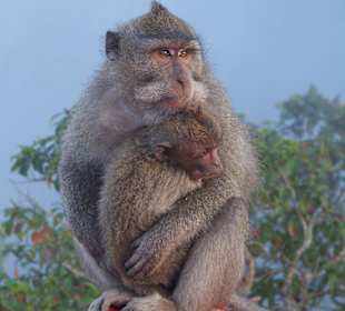 Affen auf dem Vulkan