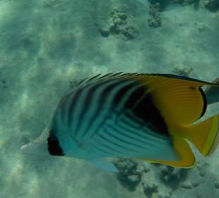 Unterwasserwelt am Hausriff