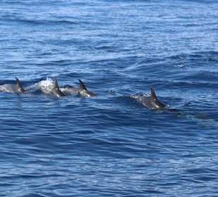 Delfin und Walbeobachtung 3 stündig 