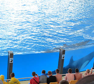 Orca Ocean Show