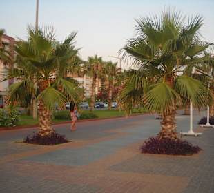 Aleja palm