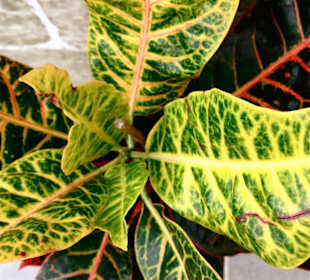 Rancisa Pet Shop and meeting point