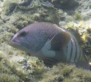 Schnorcheln Marsa Alam