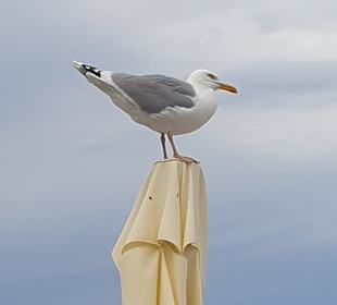 Strand Kolberg/Kolobrzeg