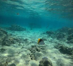 Schnorcheln Abu Soma