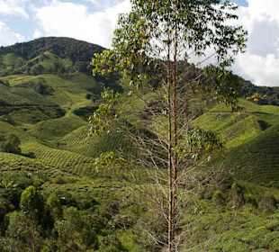 Malownicze widoki na plantacje herbaty