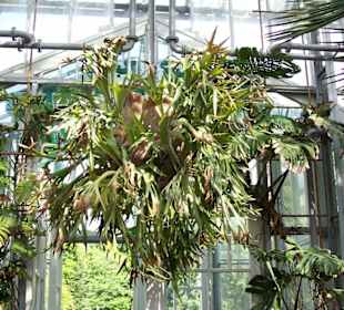 Riesiger Hirschfarn über dem Eingang