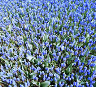 Blumenpracht im Keukenhof