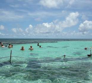 Schwimmen mit Stachelrochen