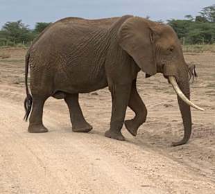 Vorsicht Elefanten kreuzen