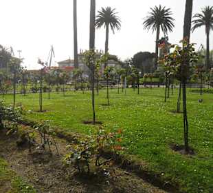 Rosaleda