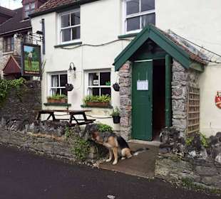 Greetings by friendly pub dog called Luna