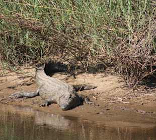 Krüger Nationalpark