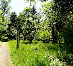 Spaziergang durch den Forstbotanischen Garten
