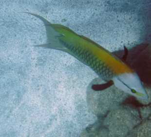 Schnorcheln Marsa Alam