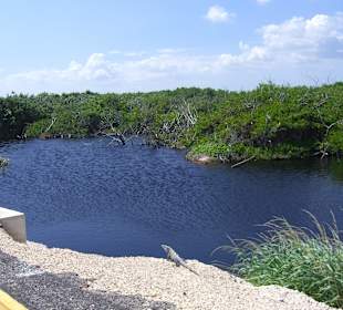 Mangroven mit kleinen Besuchern
