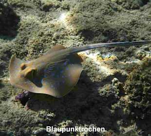 Blaupunktstechrochen