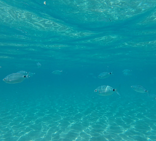 Tauchbasis Bahianus Puerto del Carmen