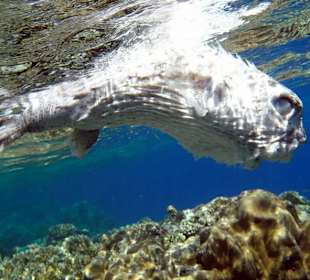 Дохлая рыба - Hotel Tropitel Sahl Hasheesh