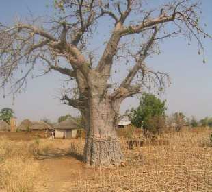 Baobab